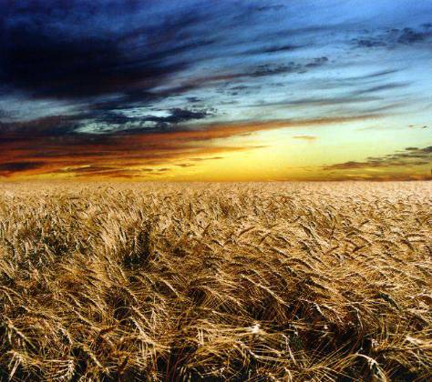 campo