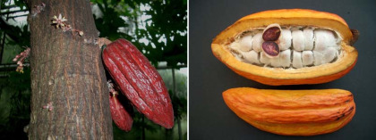 cacao