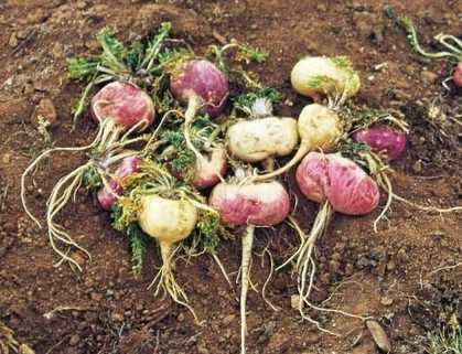 maca